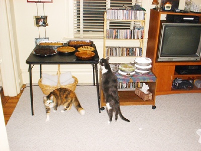 Cats wanting dessert.